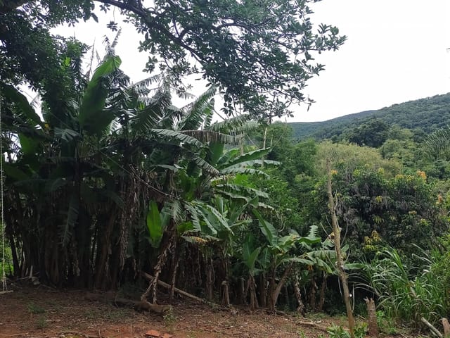 Chácara com 7500m² 3 quartos e 2 banheiros, à venda, no bairro Eleuterio em Monte Sião