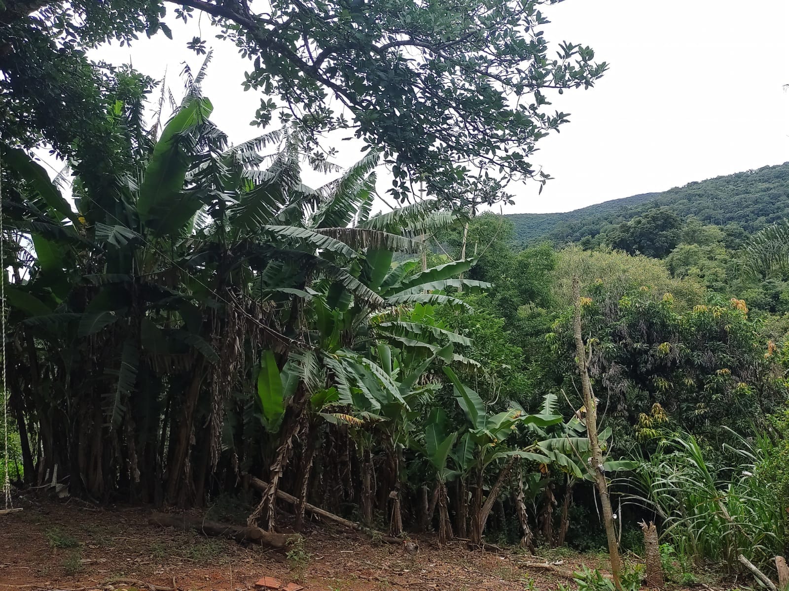 Chácara, 3 quartos, 7500 m² - Foto 2