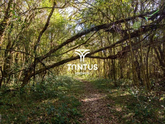 Sítio à venda, no bairro Weissópolis em Pinhais