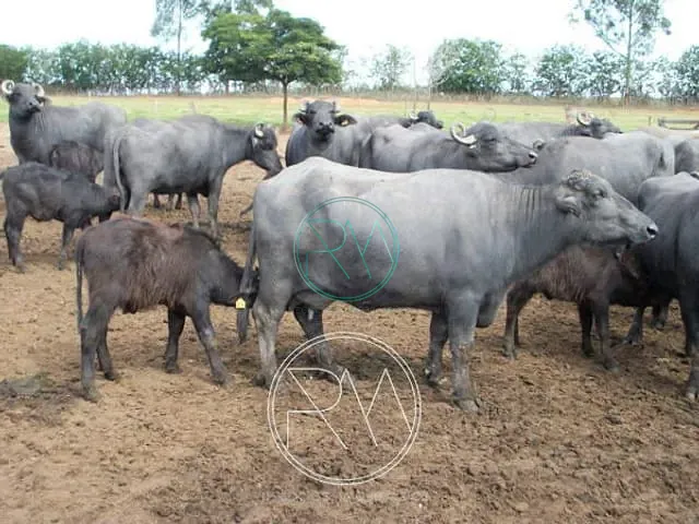 Fazenda com 3000000m², à venda, no bairro Centro em Santana Do Itararé