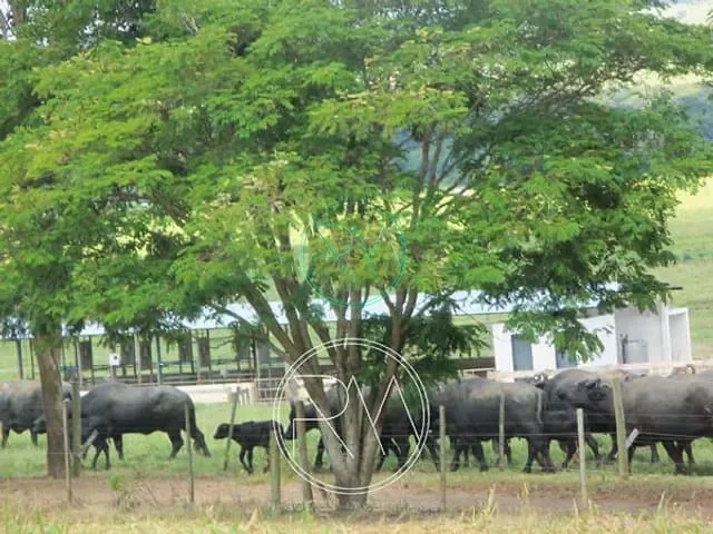 Fazenda com 3000000m², à venda, no bairro Centro em Santana Do Itararé