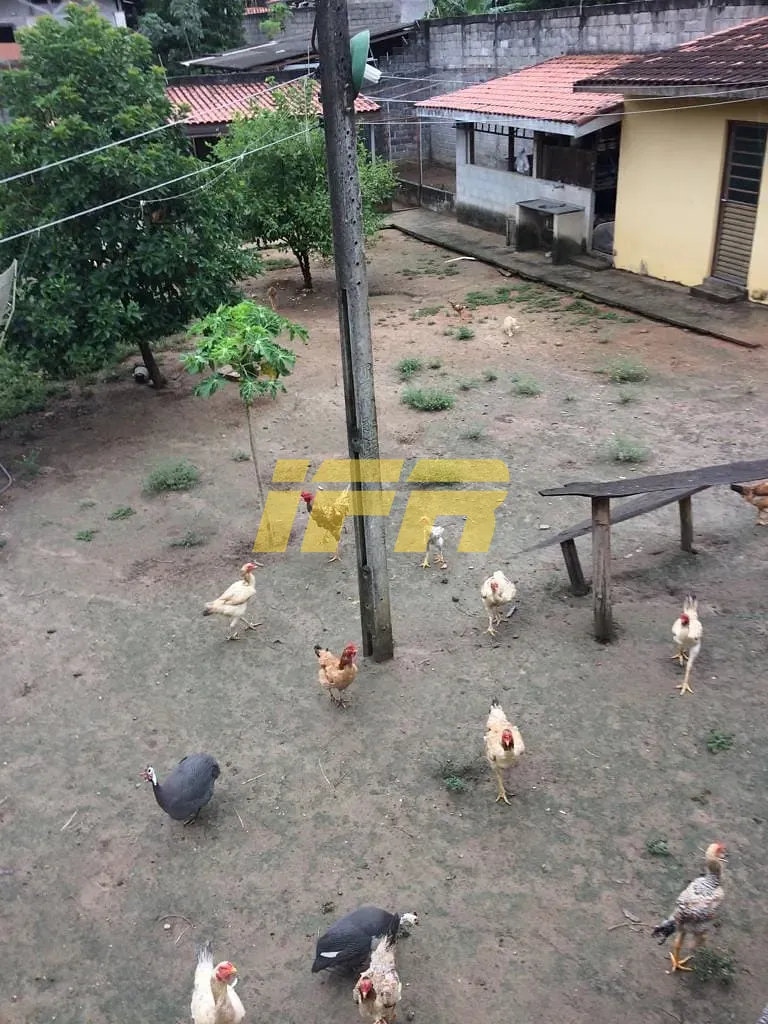 Chácara, 5 quartos, 2000 m² - Foto 34