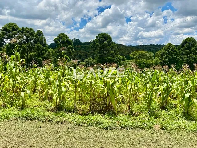 Chácara com 60545m² 6 quartos e 4 banheiros, à venda, no bairro Colônia Marcelino em São José dos Pinhais