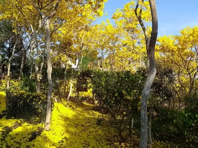 Chácara com 2400m² 4 quartos e 2 banheiros, à venda, no bairro Centro em Piranguinho