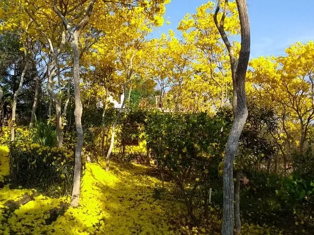 Chácara com 2400m² 4 quartos e 2 banheiros, à venda, no bairro Centro em Piranguinho