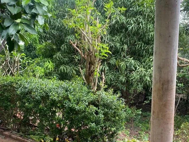 Foto do Chácara - SÍTIO EM JOSÉ DE FREITAS | IMOBILIÁRIA ROCHA FILHO