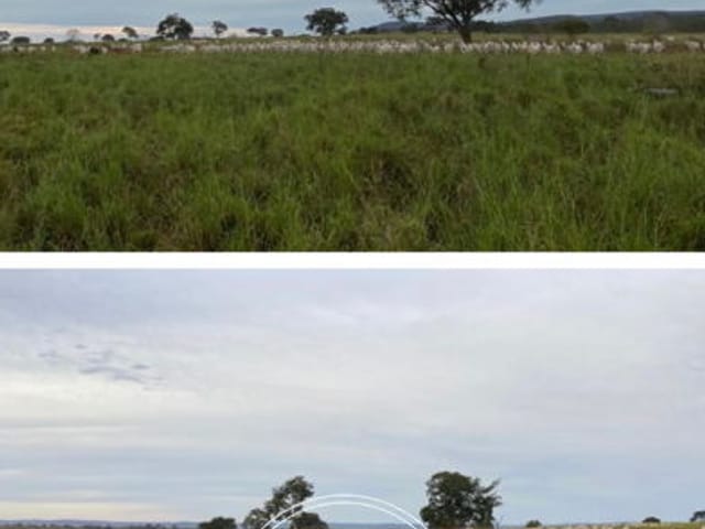 Foto do Fazenda - Fazenda à venda, 2535 hectares, Zona Rural, Guiratinga - MT | RM NEGÓCIOS IMOBILIÁRIOS