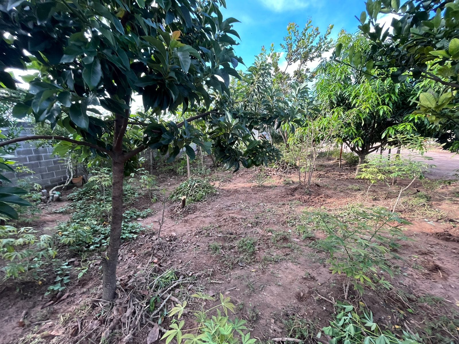 Chácara à venda com 1 quarto, 120m² - Foto 21