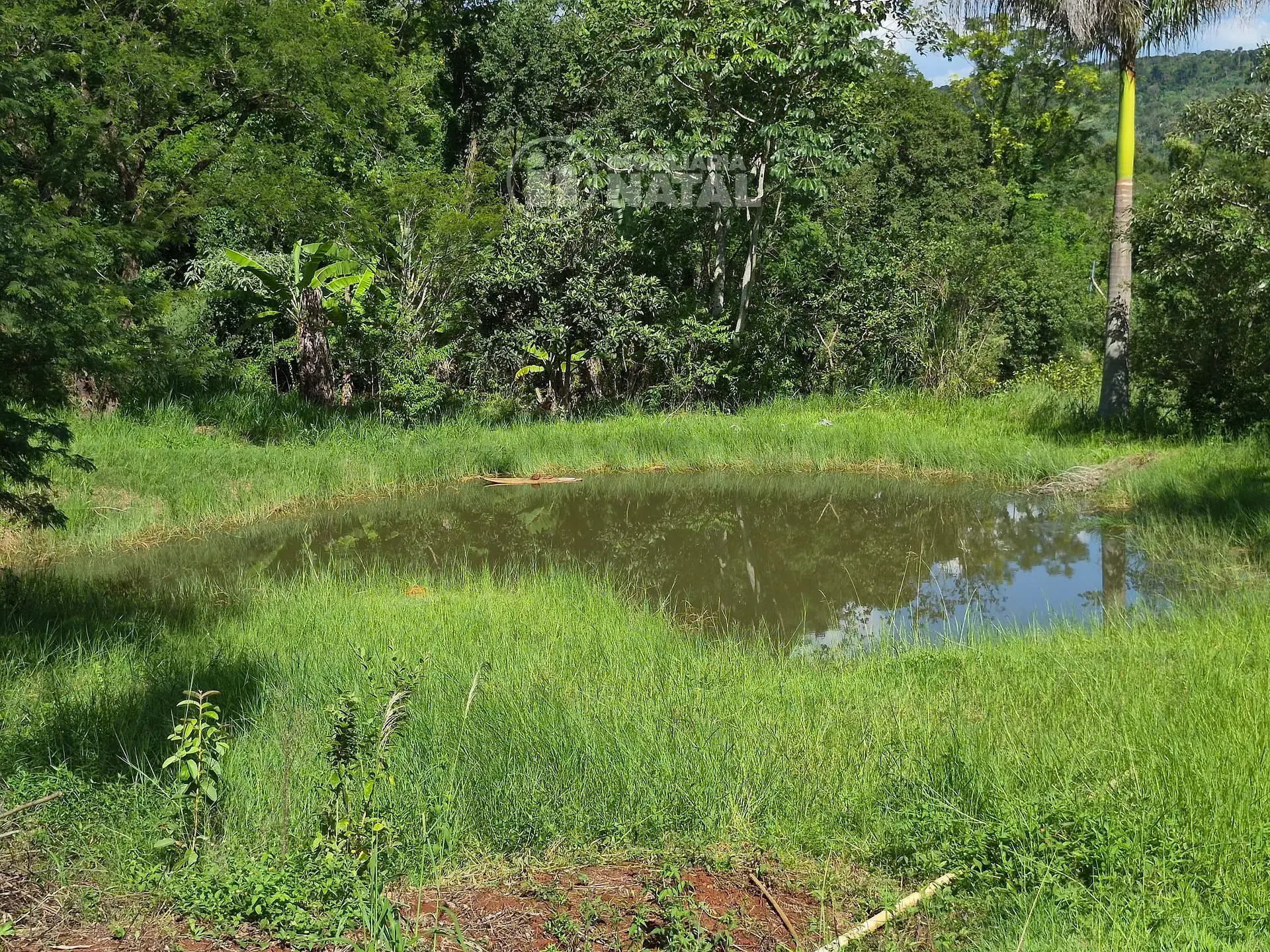 Sítio, 3 quartos, 2 hectares - Foto 33