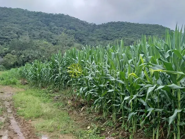 Chácara com 30000m² 1 quarto e 1 banheiro, à venda, no bairro Schroeder  I em Schroeder