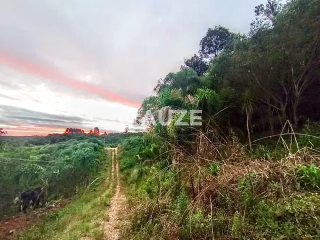 Chácara com 20306m², à venda, no bairro Colônia Murici em São José dos Pinhais