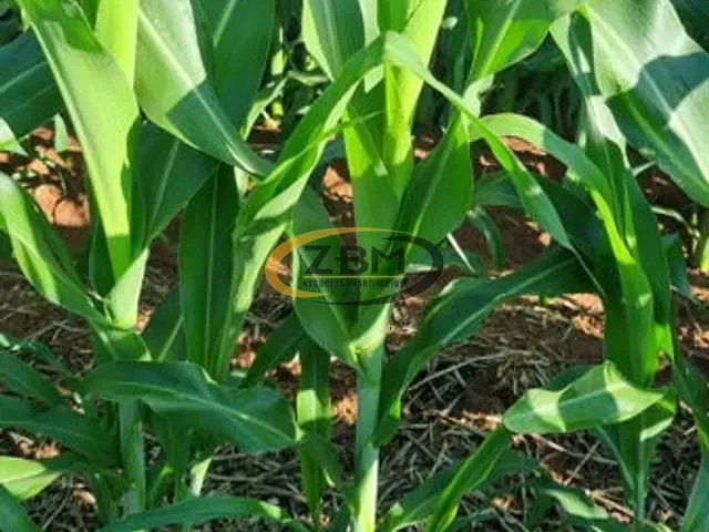 Fazenda com 242000m², à venda, no bairro Centro em Atalaia
