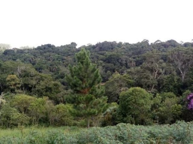 Chácara com 5000m² 4 quartos e 2 banheiros, à venda, no bairro Ressaca em Itapecerica da Serra