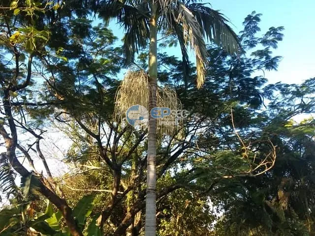 Chácara com 14000m² 5 quartos e 2 banheiros, à venda, no bairro Ibiporã em Ibiporã