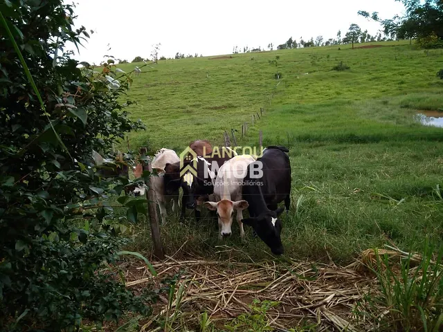 Chácara com 20000m² 4 quartos e 2 banheiros, à venda, no bairro Perola em Pérola