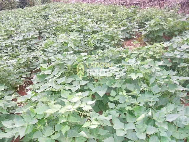 Chácara com 20000m² 4 quartos e 2 banheiros, à venda, no bairro Perola em Pérola