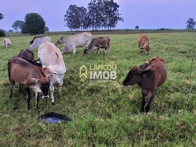 Chácara com 20000m² 4 quartos e 2 banheiros, à venda, no bairro Perola em Pérola