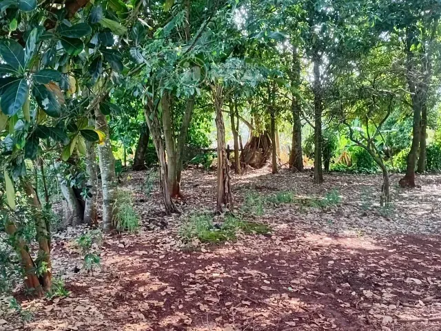 Chácara com 5000m² 2 quartos e 1 banheiro, à venda, no bairro Taquara do Reino em Ibiporã