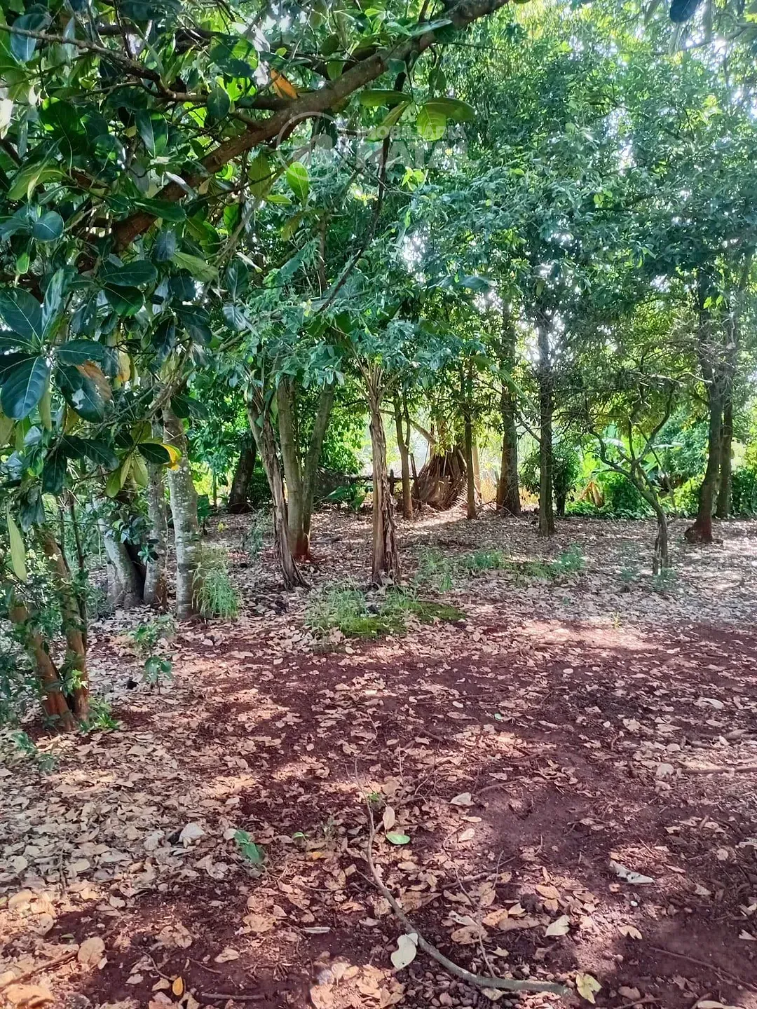 Sítio, 2 quartos, 5000 m² - Foto 2