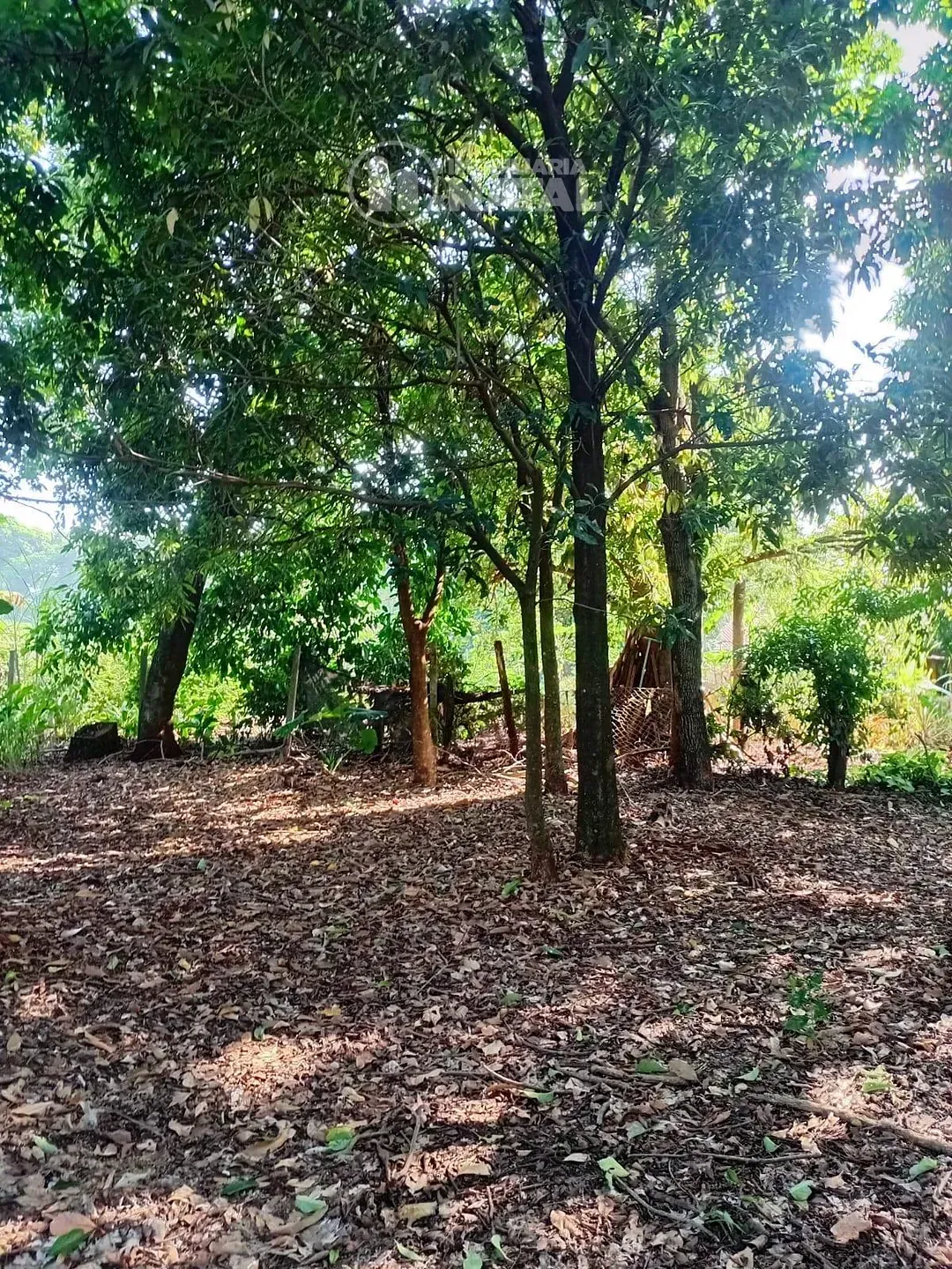 Sítio, 2 quartos, 5000 m² - Foto 3