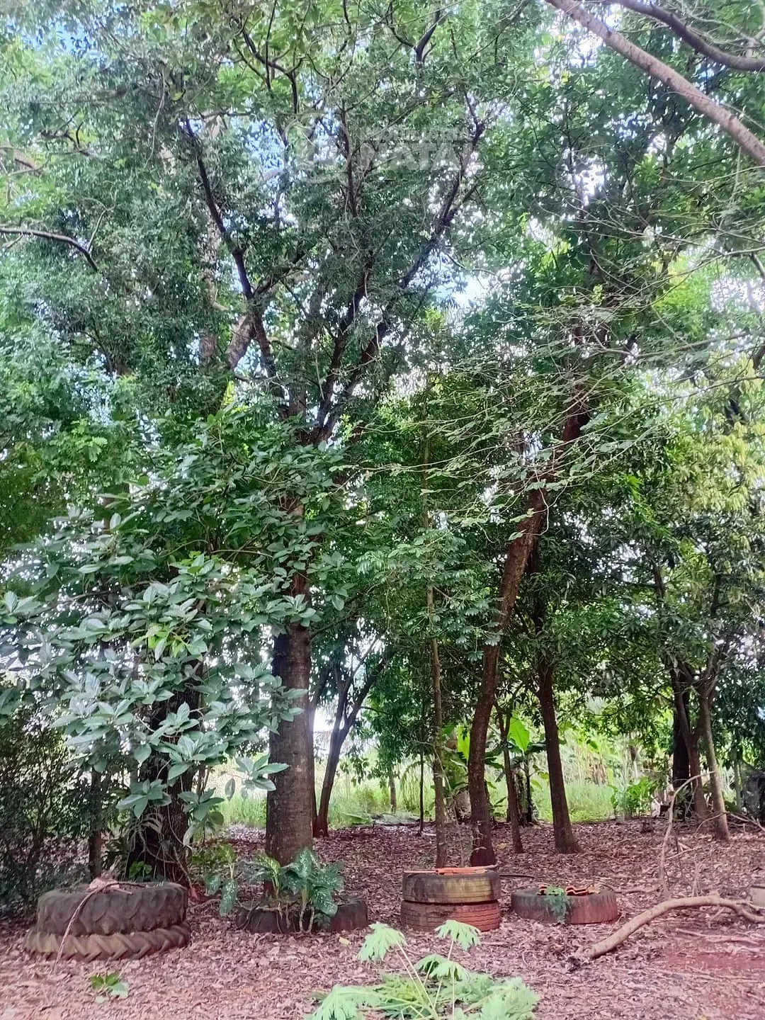 Sítio, 2 quartos, 5000 m² - Foto 7