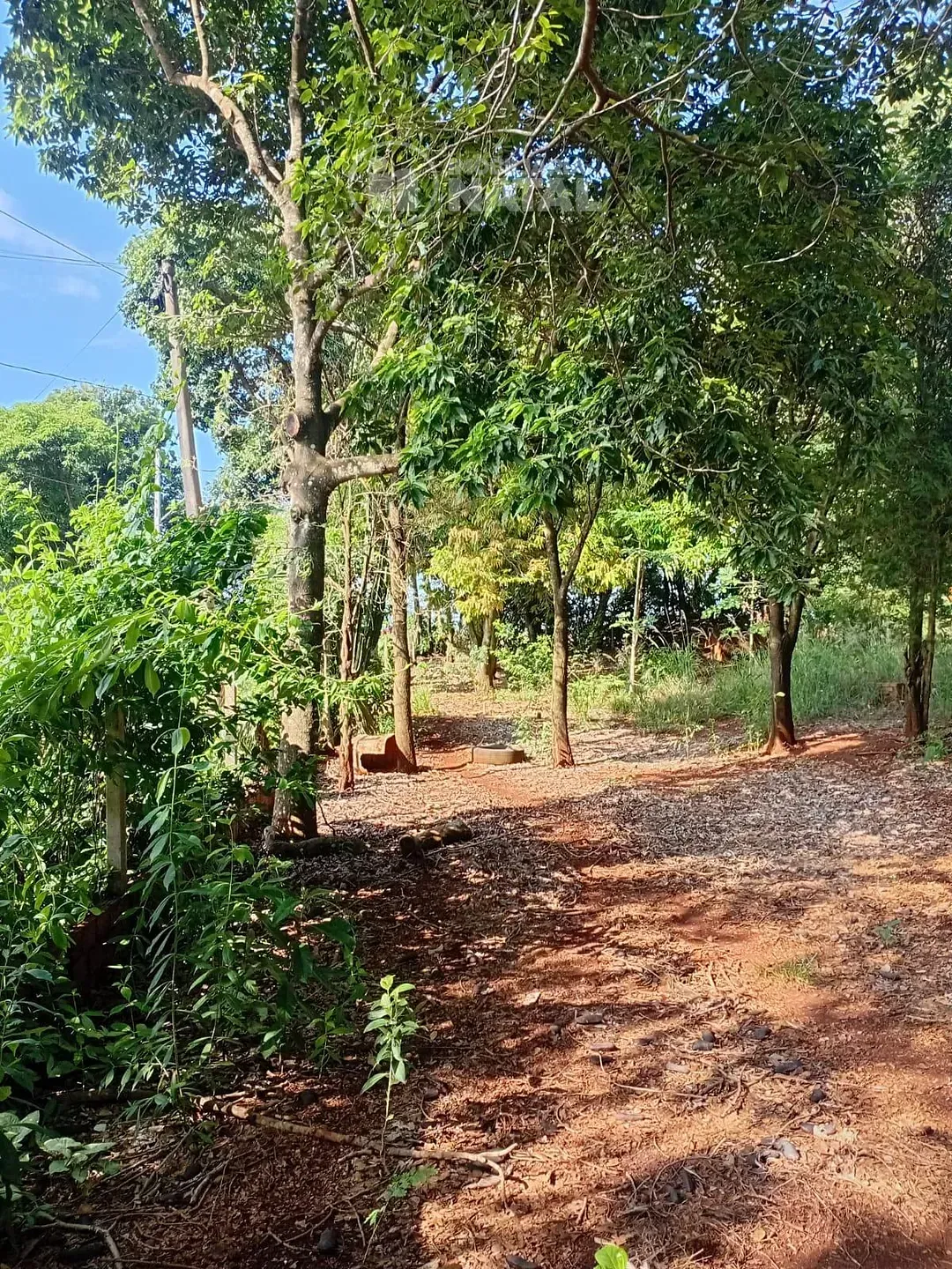 Sítio, 2 quartos, 5000 m² - Foto 11