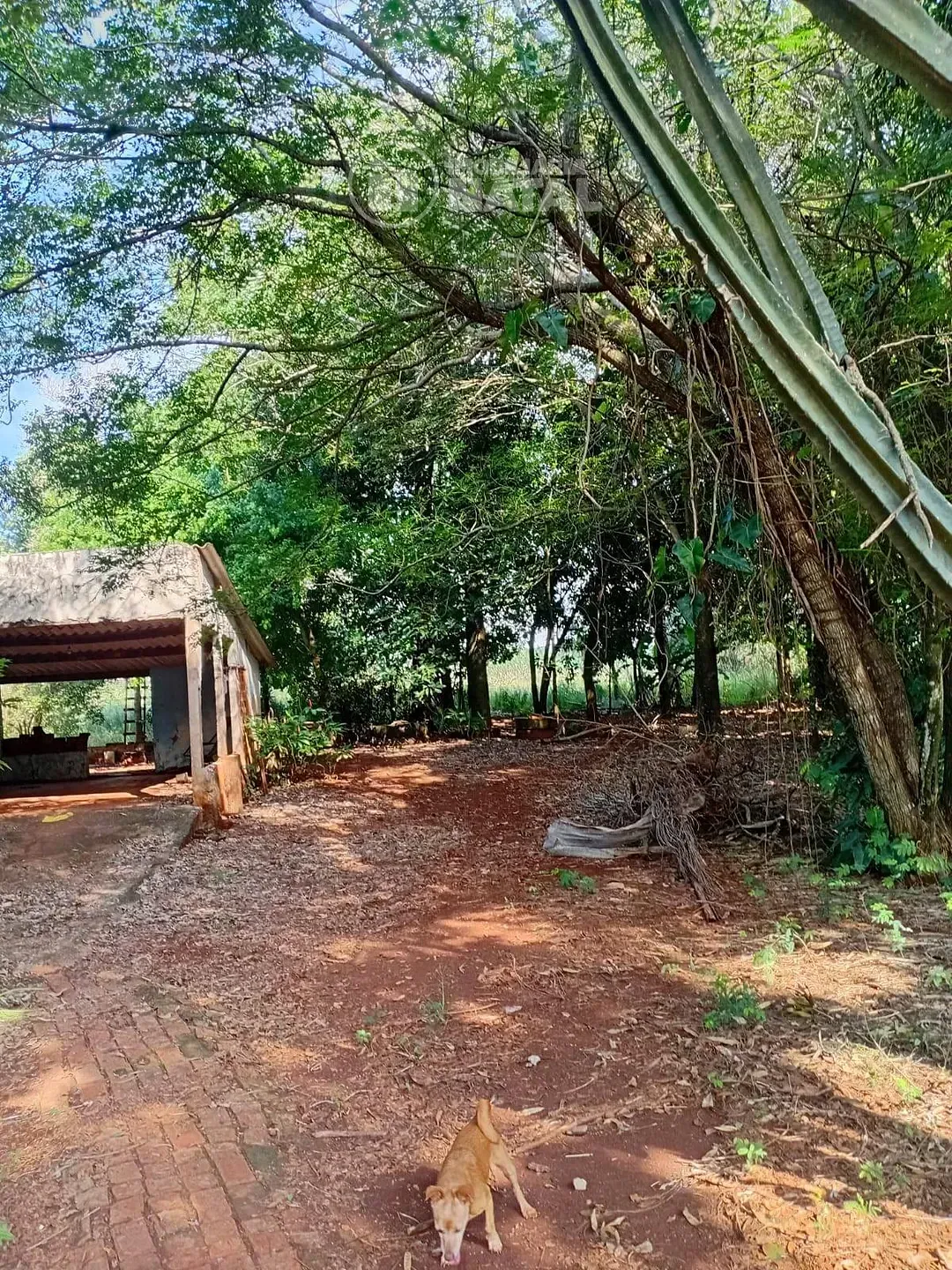 Sítio, 2 quartos, 5000 m² - Foto 13
