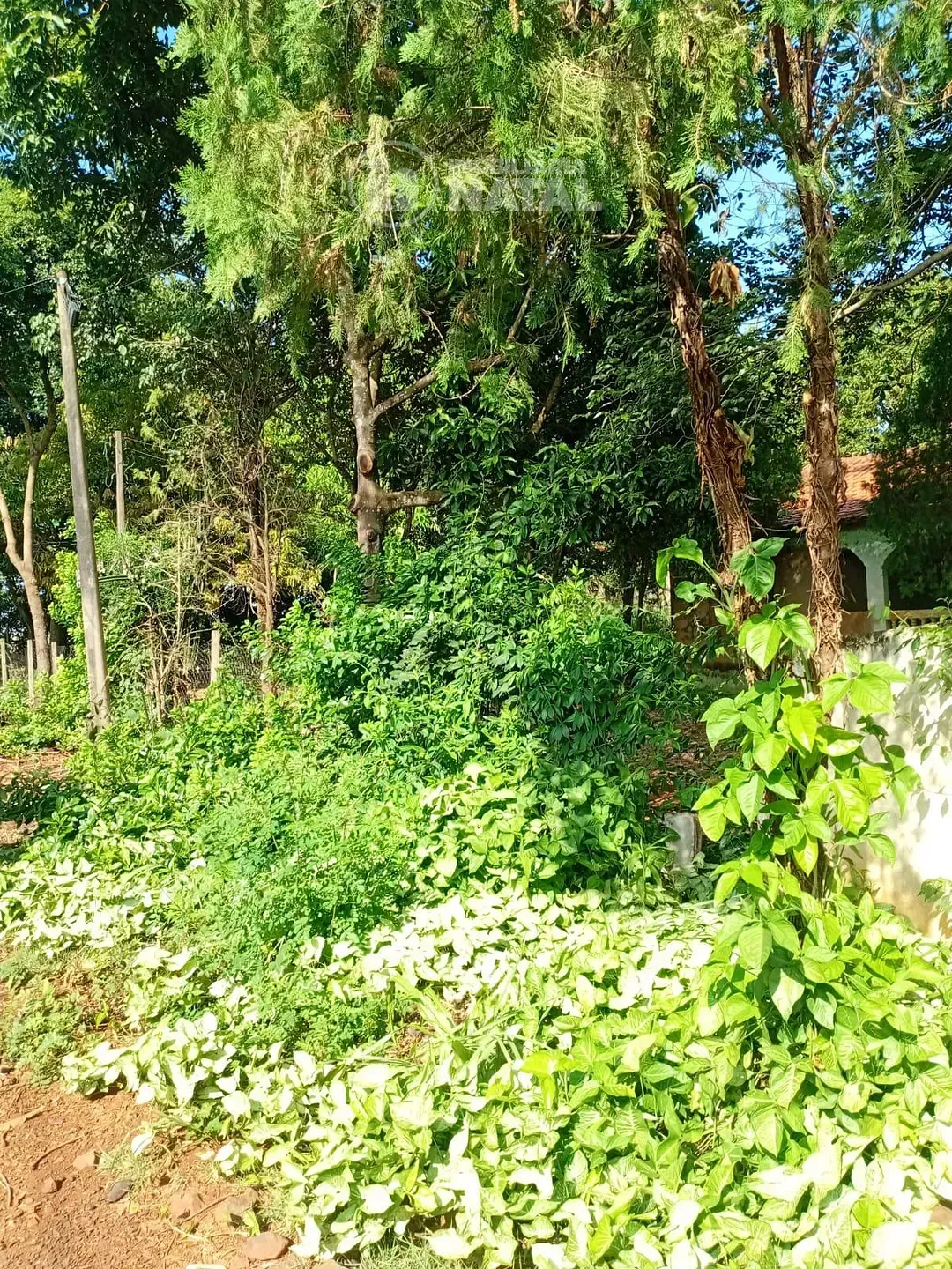 Sítio, 2 quartos, 5000 m² - Foto 14