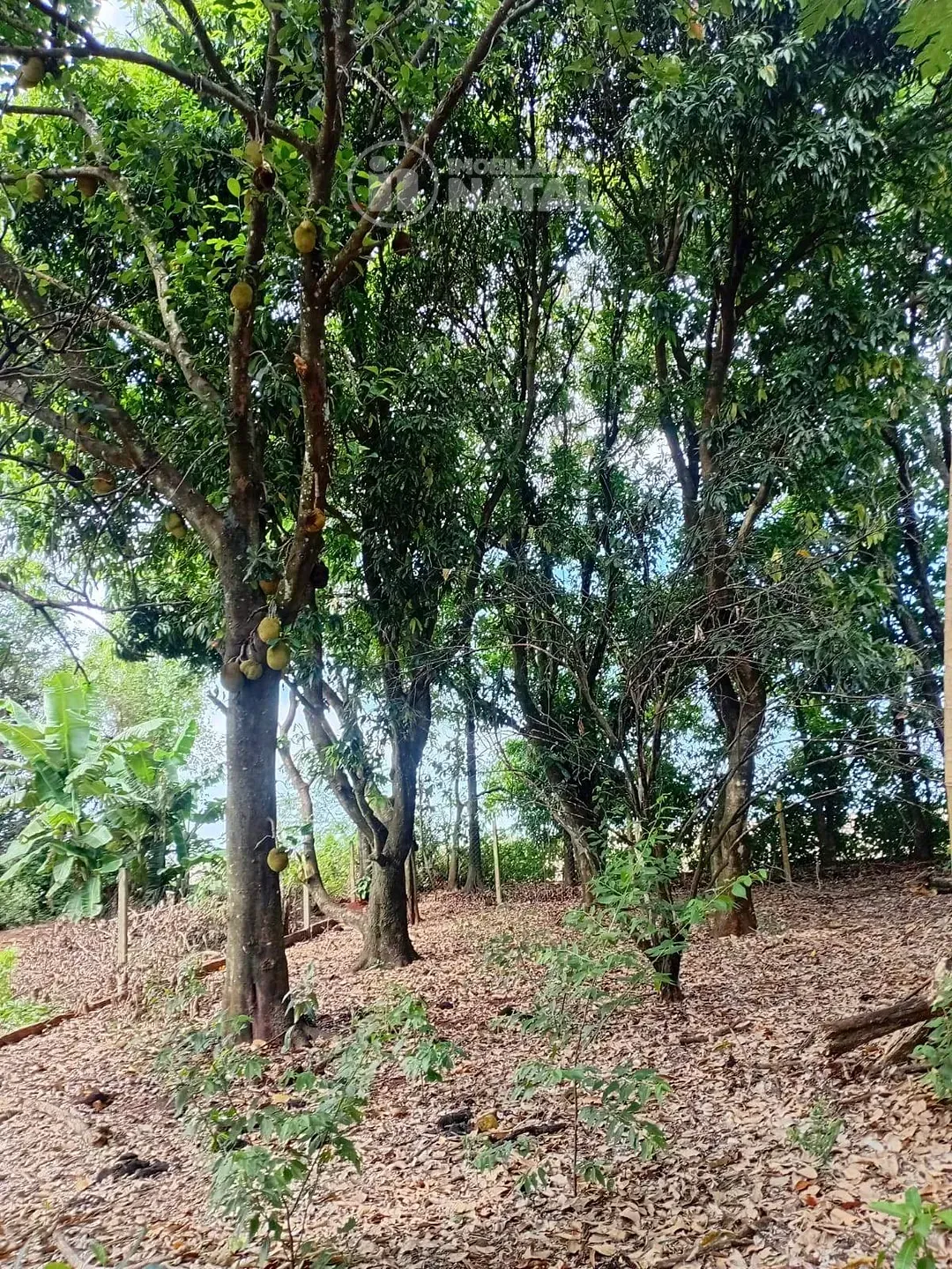 Sítio, 2 quartos, 5000 m² - Foto 18