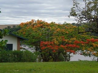 Foto do Chácara-Chácara à venda, 6044 m² por R$ 2.390.000,00 - Primeiro de Maio - Primeiro de Maio/PR