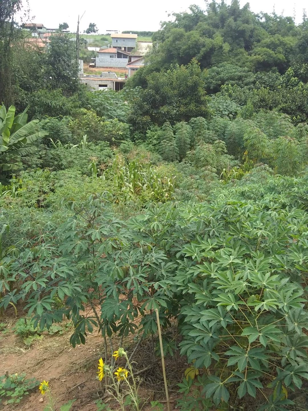 Chácara, 2 quartos, 3200 m² - Foto 7