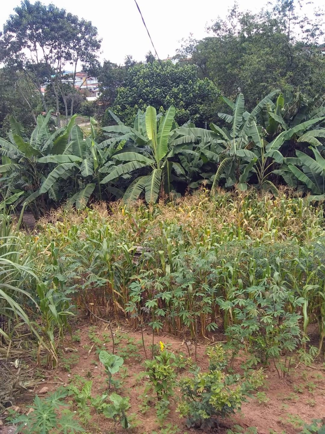 Chácara, 2 quartos, 3200 m² - Foto 8