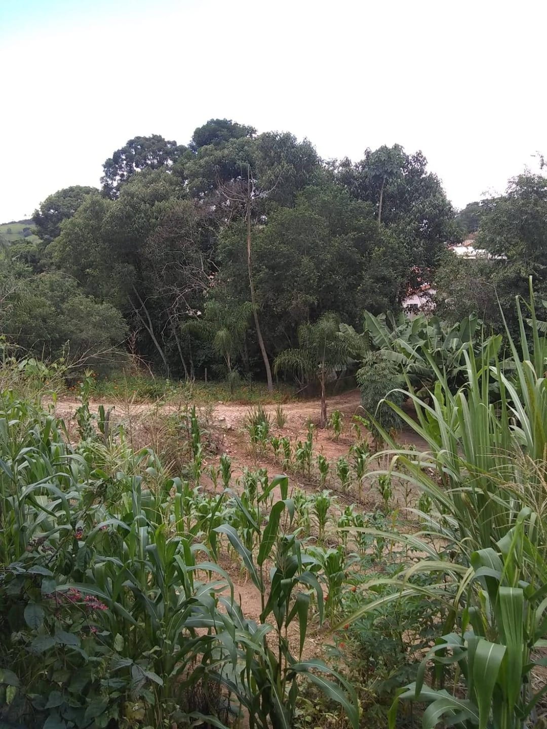 Chácara, 2 quartos, 3200 m² - Foto 13