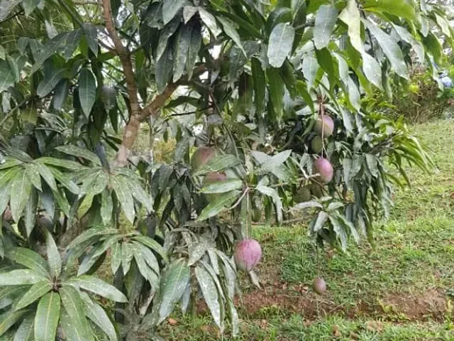 Chácara com 1000m² 3 quartos e 2 banheiros, à venda, no bairro Centro em Extrema