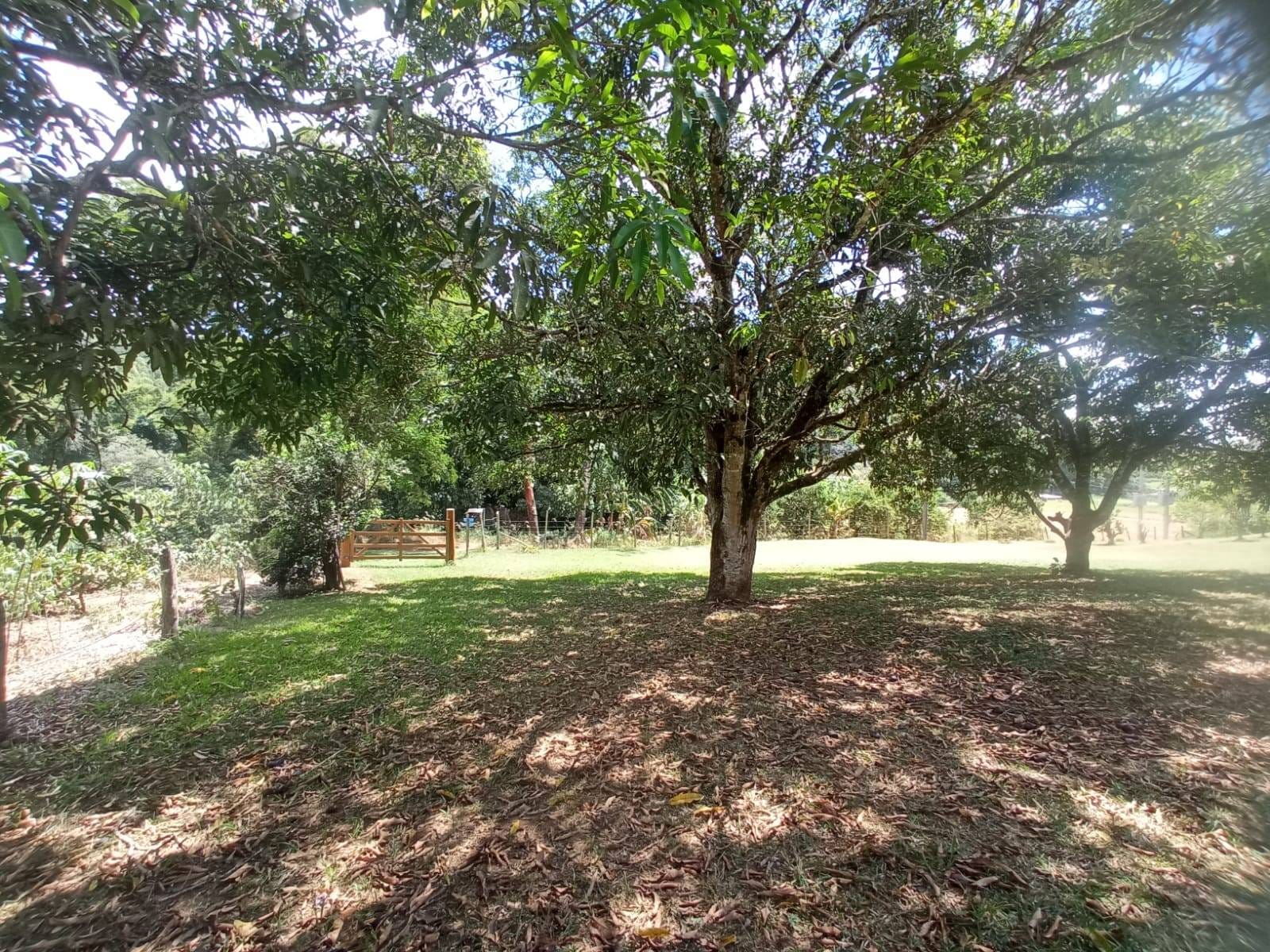 Chácara à venda, ZONA RURAL, Rio Pomba, MG - foto 32