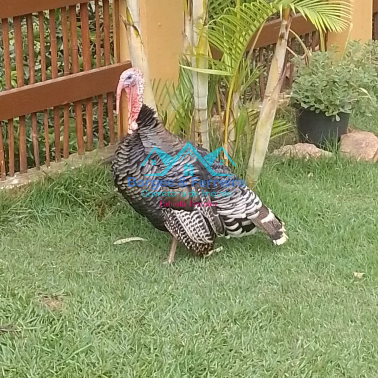 Chácara, 5 quartos, 1780 m² - Foto 61