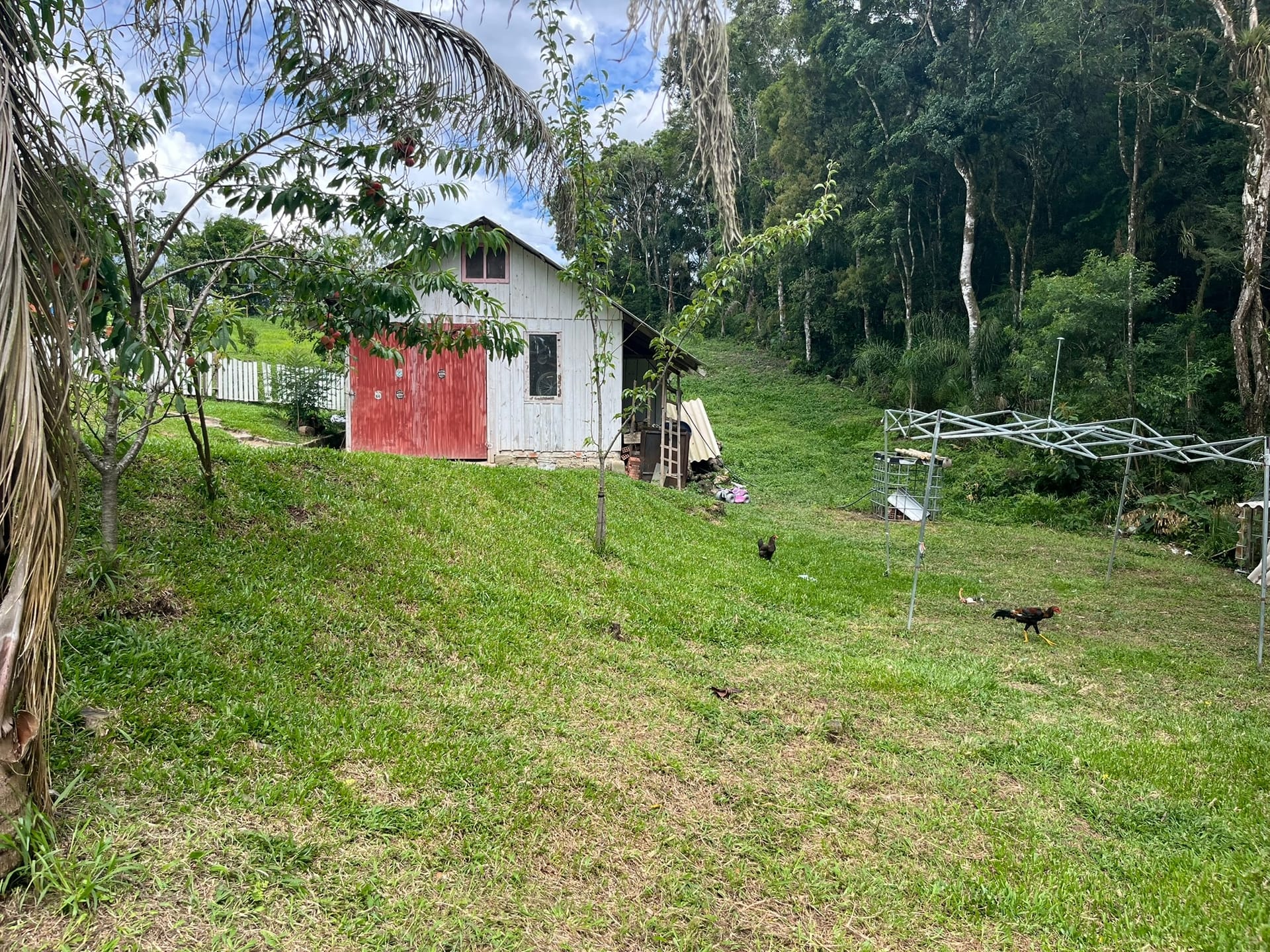 Chácara, 3 quartos, 3 hectares - Foto 3