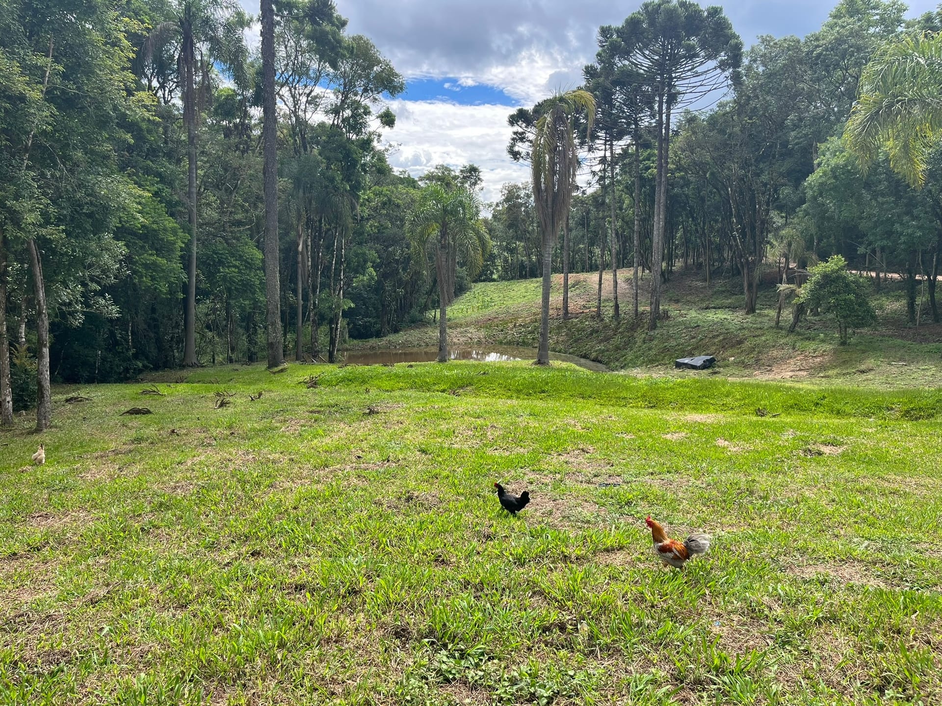 Chácara, 3 quartos, 3 hectares - Foto 23