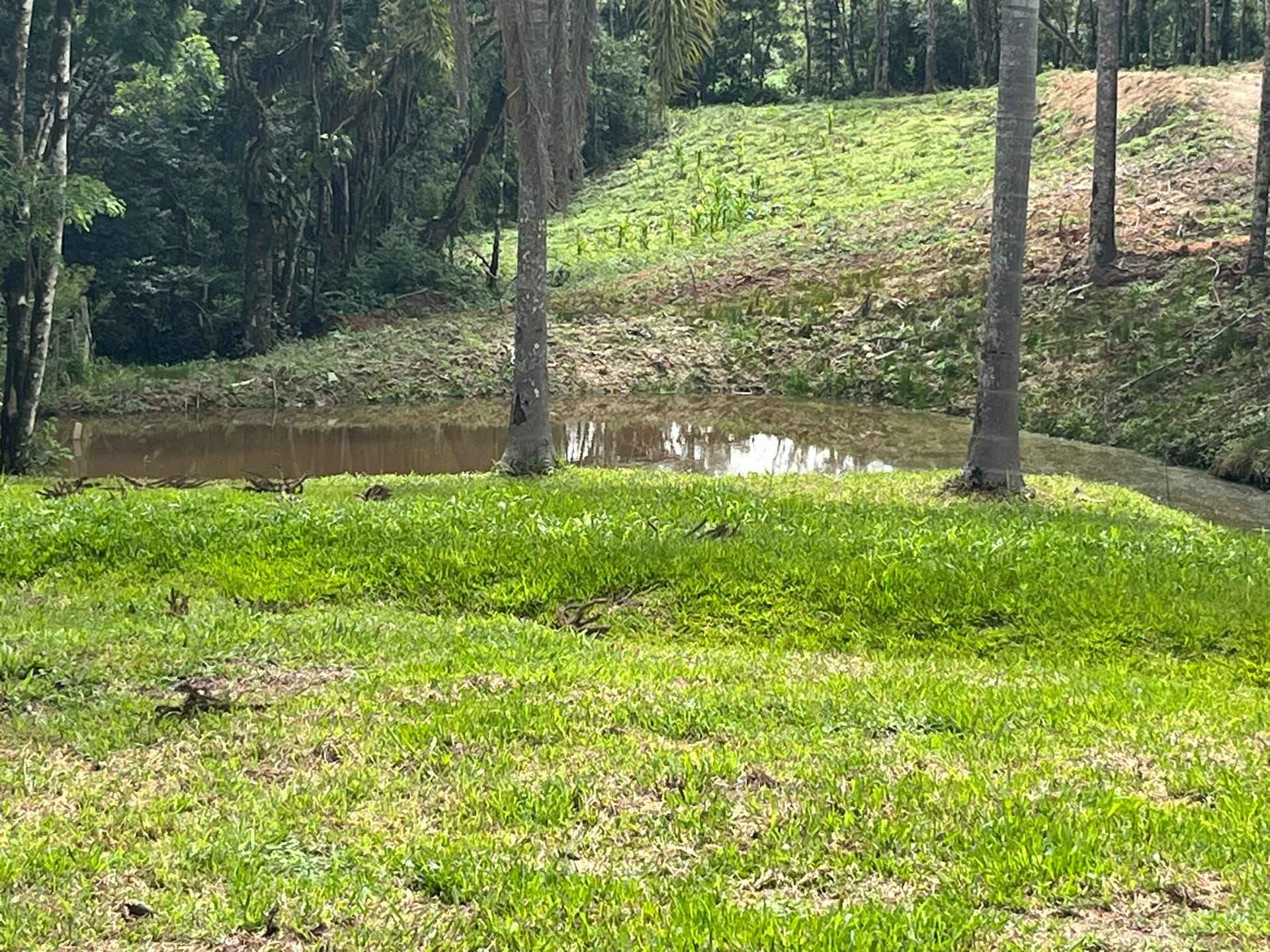 Chácara, 3 quartos, 3 hectares - Foto 2