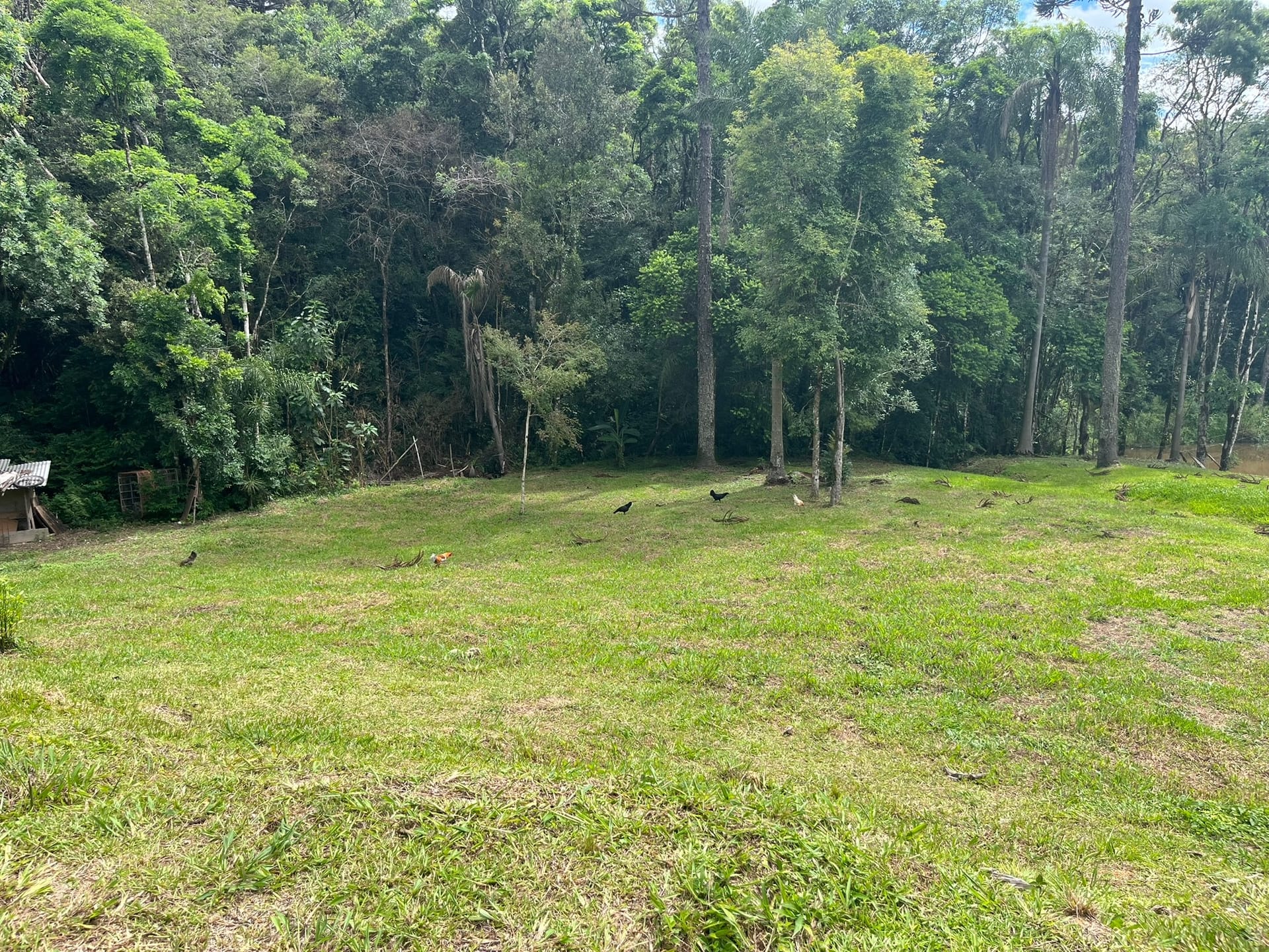 Chácara, 3 quartos, 3 hectares - Foto 56