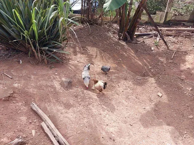 Chácara com 4000m² 1 quarto e 2 banheiros, à venda, no bairro CONDOMINIO SABIA em Caldas
