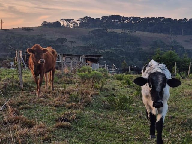 Chácara com 2000m² 5 quartos e 1 banheiro, à venda, no bairro Criúva em Caxias do Sul