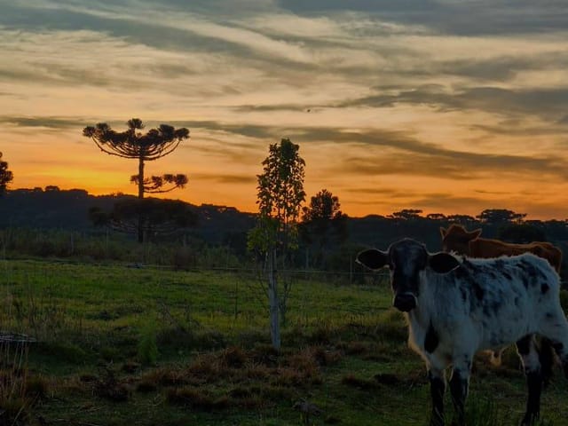 Chácara com 2000m² 5 quartos e 1 banheiro, à venda, no bairro Criúva em Caxias do Sul