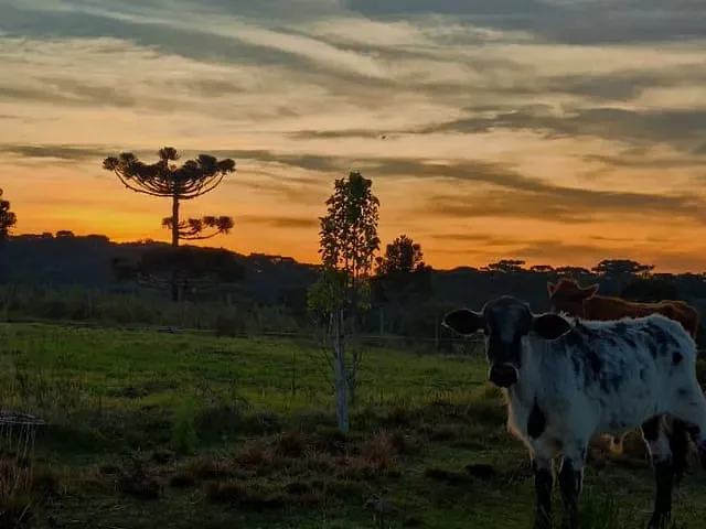 Chácara com 2000m² 5 quartos e 1 banheiro, à venda, no bairro Criúva em Caxias do Sul