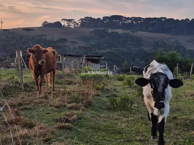 Chácara com 2000m² 5 quartos e 1 banheiro, à venda, no bairro Criúva em Caxias do Sul