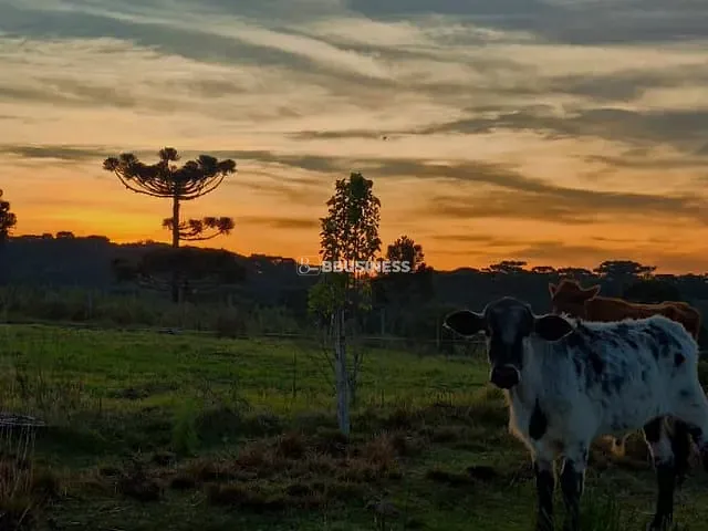 Chácara com 2000m² 5 quartos e 1 banheiro, à venda, no bairro Criúva em Caxias do Sul