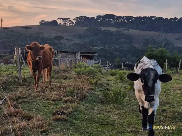 Chácara com 2000m² 5 quartos e 1 banheiro, à venda, no bairro Criúva em Caxias do Sul