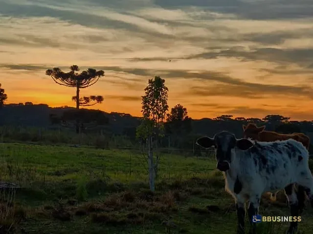 Chácara com 2000m² 5 quartos e 1 banheiro, à venda, no bairro Criúva em Caxias do Sul