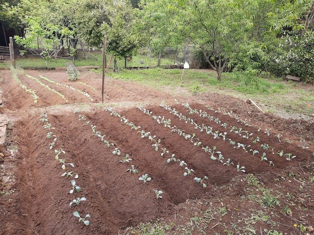 Chácara com 200m² 5 quartos e 3 banheiros, à venda, no bairro Linha São João em Antônio Prado