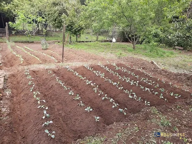 Chácara com 200m² 5 quartos e 3 banheiros, à venda, no bairro Linha São João em Antônio Prado